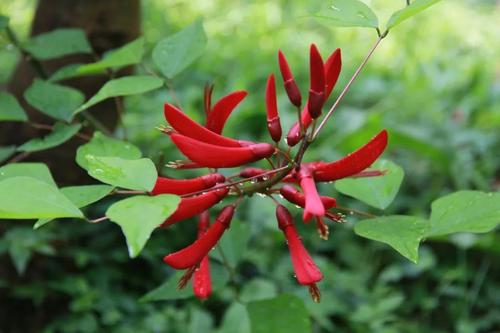 龙牙花