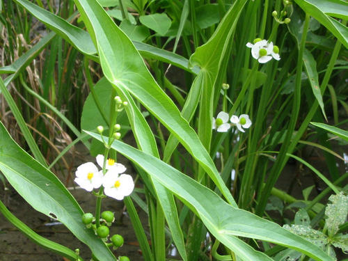 茨菰