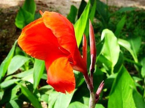 紅花蕉