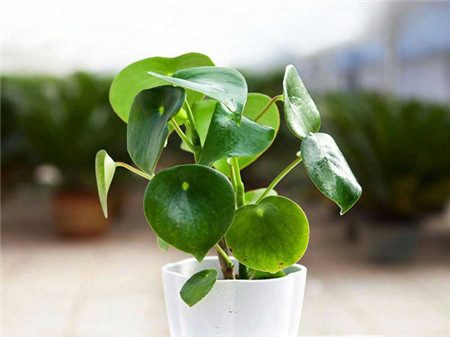菏叶椒草