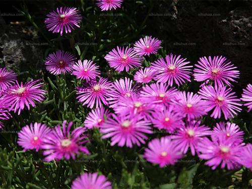松叶菊