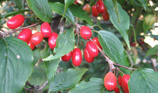 山茱萸