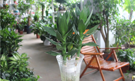 <a href='https://www.861230.com/guanhuazhiwu/1062.html' target='_blank'><u>莲花</u></a>竹