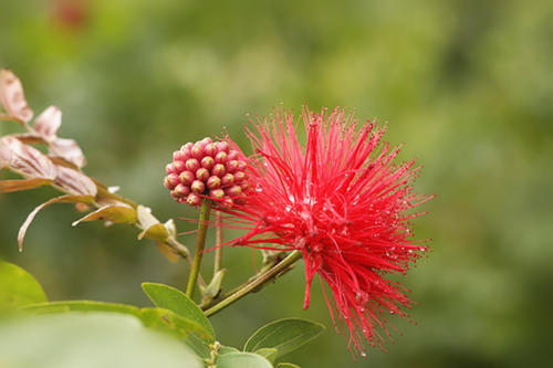 朱缨花