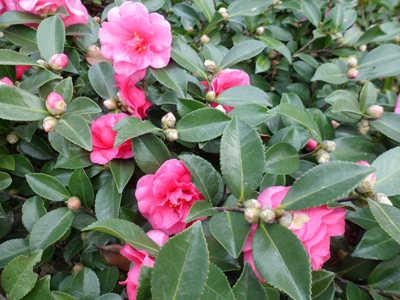 <a href='https://www.861230.com/guanhuazhiwu/6778.html' target='_blank'><u>茶梅</u></a>