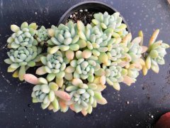 凝脂莲养殖方法和注意事项