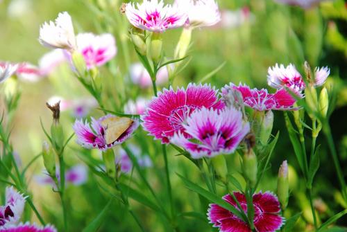 <a href='https://www.861230.com/guanhuazhiwu/6808.html' target='_blank'><u>石竹</u></a>