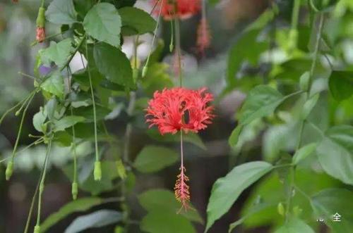 吊灯<a href='https://www.861230.com/guanhuazhiwu/6680.html' target='_blank'><u>扶桑</u></a>花