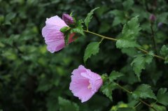 紫色木芙蓉图片