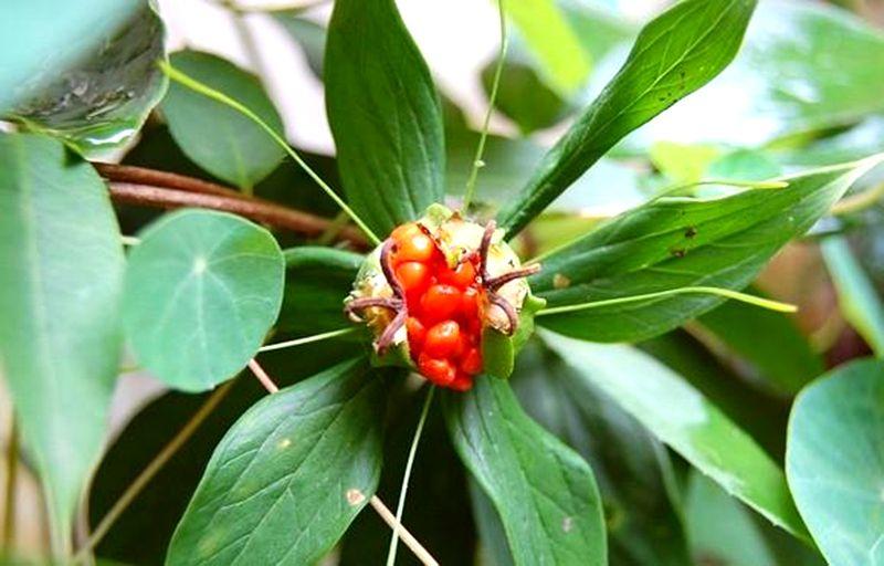 七叶一枝花