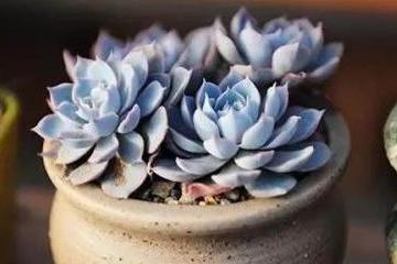 蓝石莲