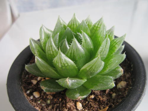 玉露