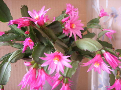 落花之舞