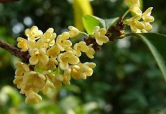 从桂花树开花时间、颜色等区别桂花树不同品种