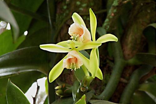 香子兰