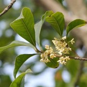 从投资角度考虑什么品种的桂花树最好？