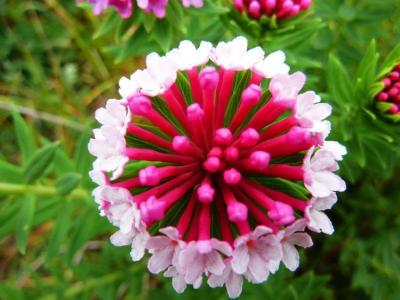 狼毒花