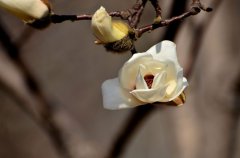 玉兰花图片