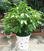 平安树的花语