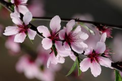 桃花图片