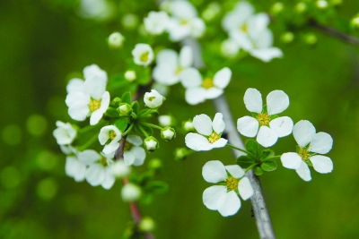 笑靥花