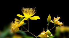 金丝桃花卉图片