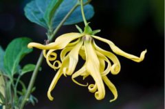 依兰花的花语