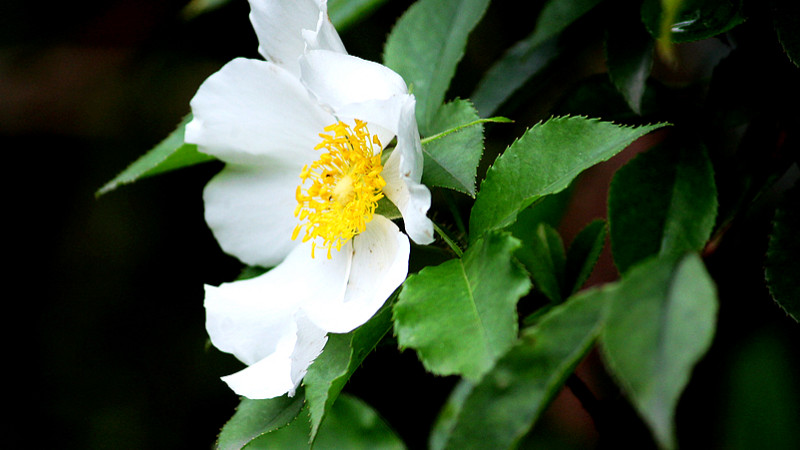 <a href='https://www.861230.com/guanhuazhiwu/6719.html' target='_blank'><u>金樱子</u></a>花开于什么季节