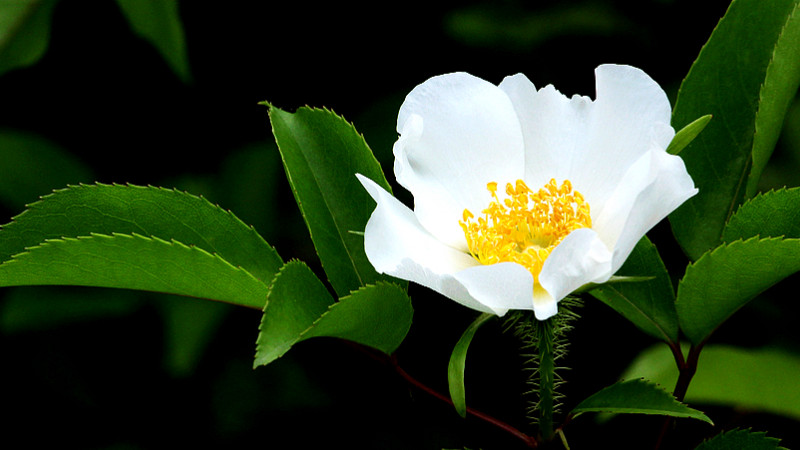 <a href='https://www.861230.com/guanhuazhiwu/6719.html' target='_blank'><u>金樱子</u></a>花有几种颜色