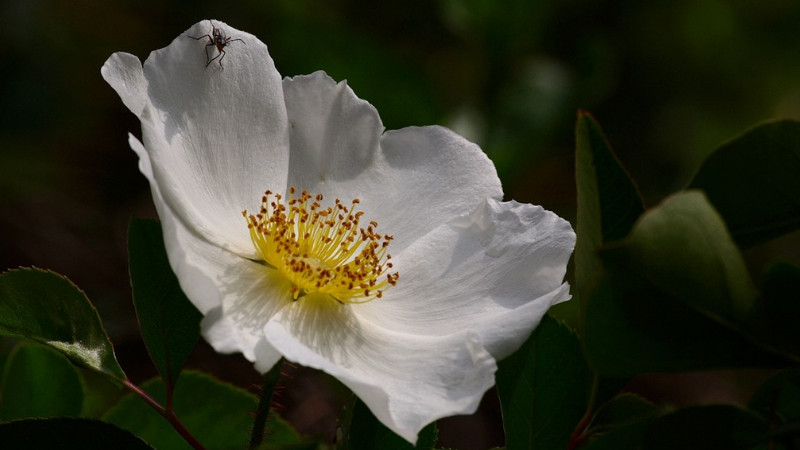 <a href='https://www.861230.com/guanhuazhiwu/6719.html' target='_blank'><u>金樱子</u></a>是花还是果实