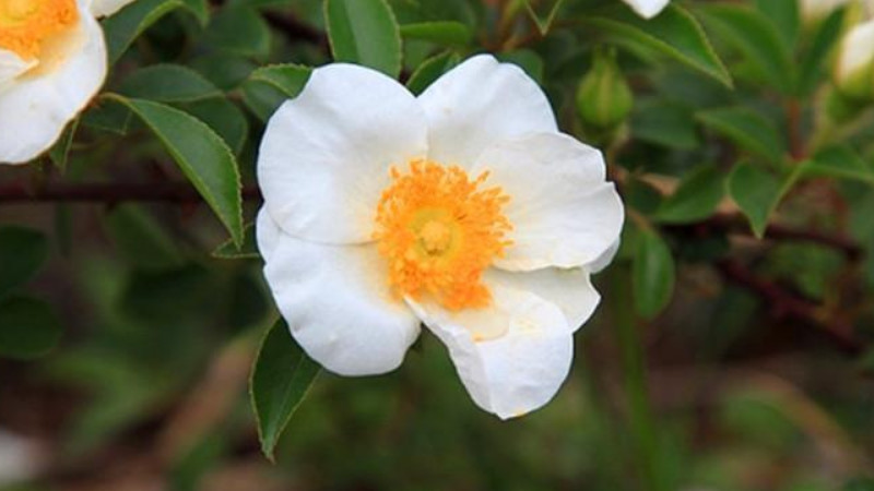 <a href='https://www.861230.com/guanhuazhiwu/6719.html' target='_blank'><u>金樱子</u></a>一年结几次果