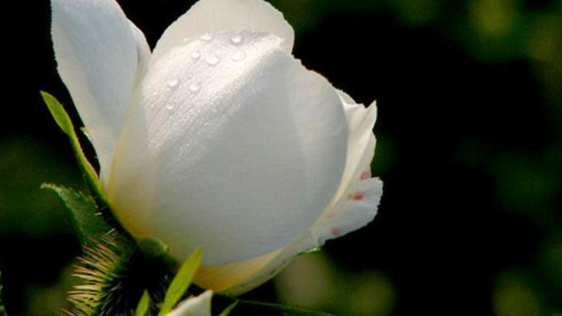 <a href='https://www.861230.com/guanhuazhiwu/6719.html' target='_blank'><u>金樱子</u></a>有毒吗