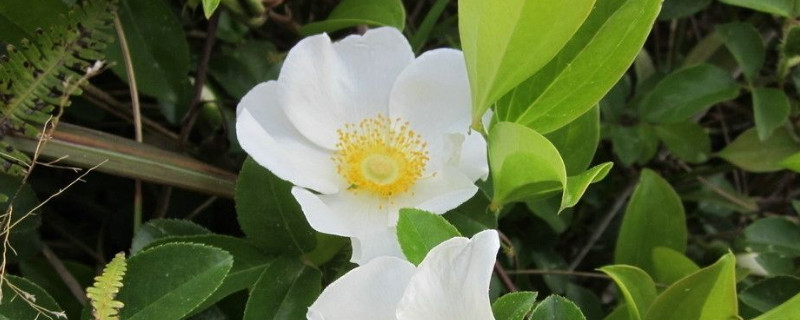 <a href='https://www.861230.com/guanhuazhiwu/6719.html' target='_blank'><u>金樱子</u></a>是什么植物