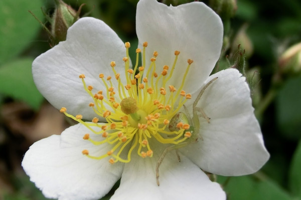 <a href='https://www.861230.com/guanhuazhiwu/6719.html' target='_blank'><u>金樱子</u></a>是什么植物