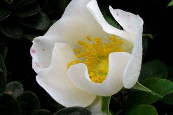 <a href='https://www.861230.com/guanhuazhiwu/6719.html' target='_blank'><u>金樱子</u></a>是什么植物
