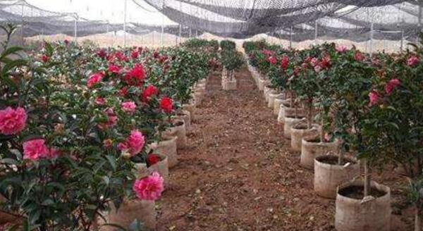 <a href='https://www.ahuacao.com/guanhuazhiwu/52.html' target='_blank'><u>茶花</u></a>怎样用高压法繁殖