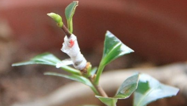 <a href='https://www.ahuacao.com/guanhuazhiwu/52.html' target='_blank'><u>茶花</u></a>怎样扦插繁殖