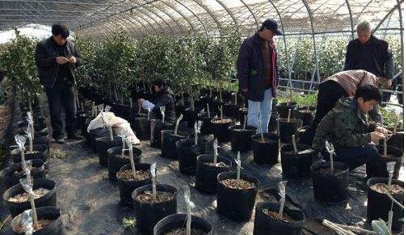 <a href='https://www.ahuacao.com/guanhuazhiwu/52.html' target='_blank'><u>茶花</u></a>怎样扦插繁殖