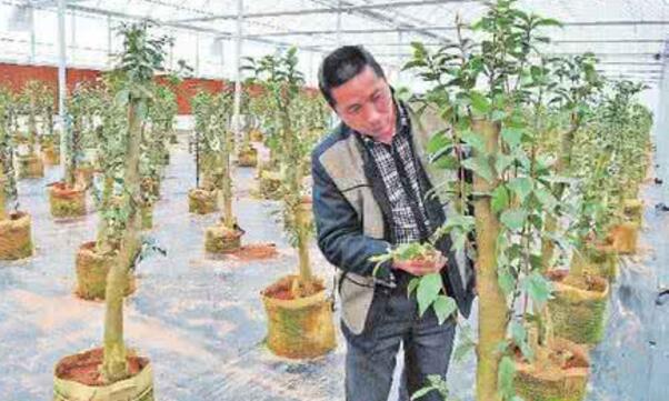 <a href='https://www.ahuacao.com/guanhuazhiwu/52.html' target='_blank'><u>茶花</u></a>怎样扦插繁殖