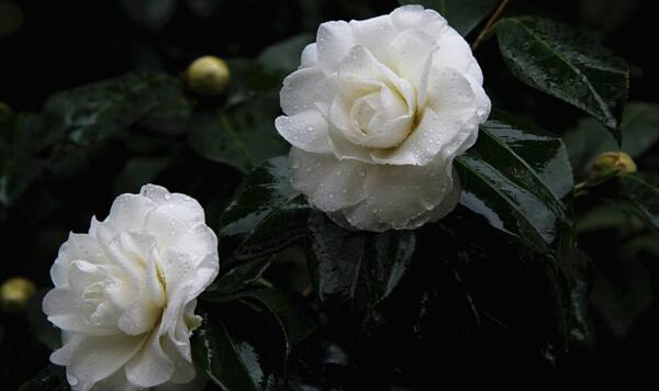 <a href='https://www.ahuacao.com/guanhuazhiwu/52.html' target='_blank'><u>茶花</u></a>怎样进行播种繁殖