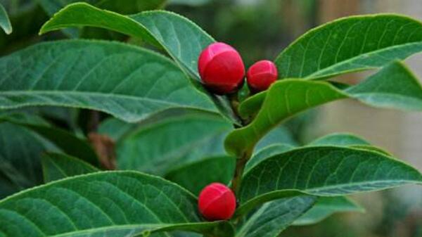 <a href='https://www.ahuacao.com/guanhuazhiwu/52.html' target='_blank'><u>茶花</u></a>怎样进行播种繁殖