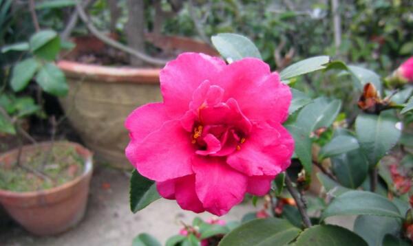 <a href='https://www.ahuacao.com/guanhuazhiwu/52.html' target='_blank'><u>茶花</u></a>怎样进行播种繁殖