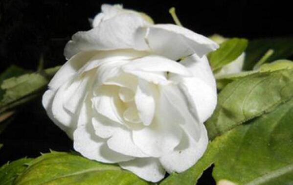 <a href='https://www.ahuacao.com/guanhuazhiwu/52.html' target='_blank'><u>茶花</u></a>怎样进行播种繁殖