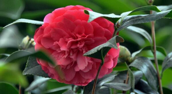 <a href='https://www.ahuacao.com/guanhuazhiwu/52.html' target='_blank'><u>茶花</u></a>怎样进行播种繁殖