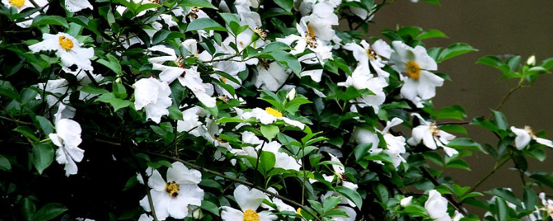 <a href='https://www.861230.com/guanhuazhiwu/6719.html' target='_blank'><u>金樱子</u></a>的花有什么作用