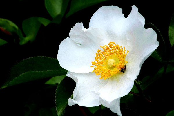 <a href='https://www.861230.com/guanhuazhiwu/6719.html' target='_blank'><u>金樱子</u></a>的花有什么作用