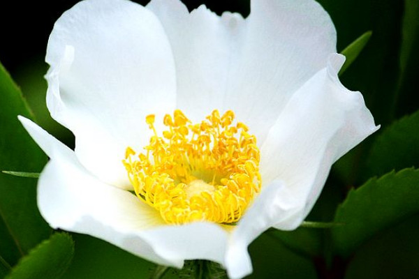 <a href='https://www.861230.com/guanhuazhiwu/6719.html' target='_blank'><u>金樱子</u></a>的花有什么作用