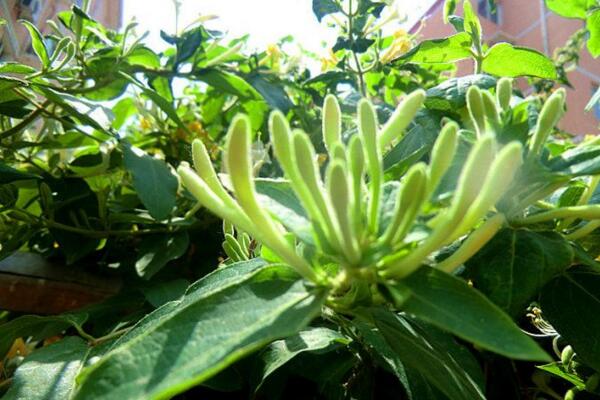 <a href='https://www.861230.com/guanhuazhiwu/6589.html' target='_blank'><u>金银花</u></a>种植技术，春秋季节种植成活率最高