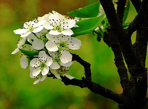 <a href='https://www.861230.com/guanhuazhiwu/6681.html' target='_blank'><u>梨花</u></a>