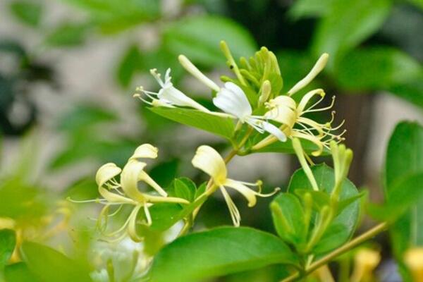 <a href='https://www.861230.com/guanhuazhiwu/6589.html' target='_blank'><u>金银花</u></a>怎么繁殖，播种、扦插、分株、压条四种方法